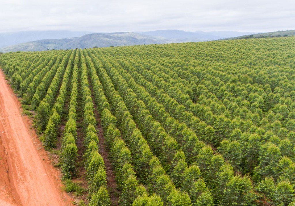 Fim do uso da biomassa nativa abre corrida para plantar mais de 400 mil ha de eucalipto