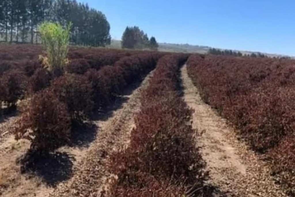 A geada negra de 1975: trauma agrícola que ainda assombra o campo