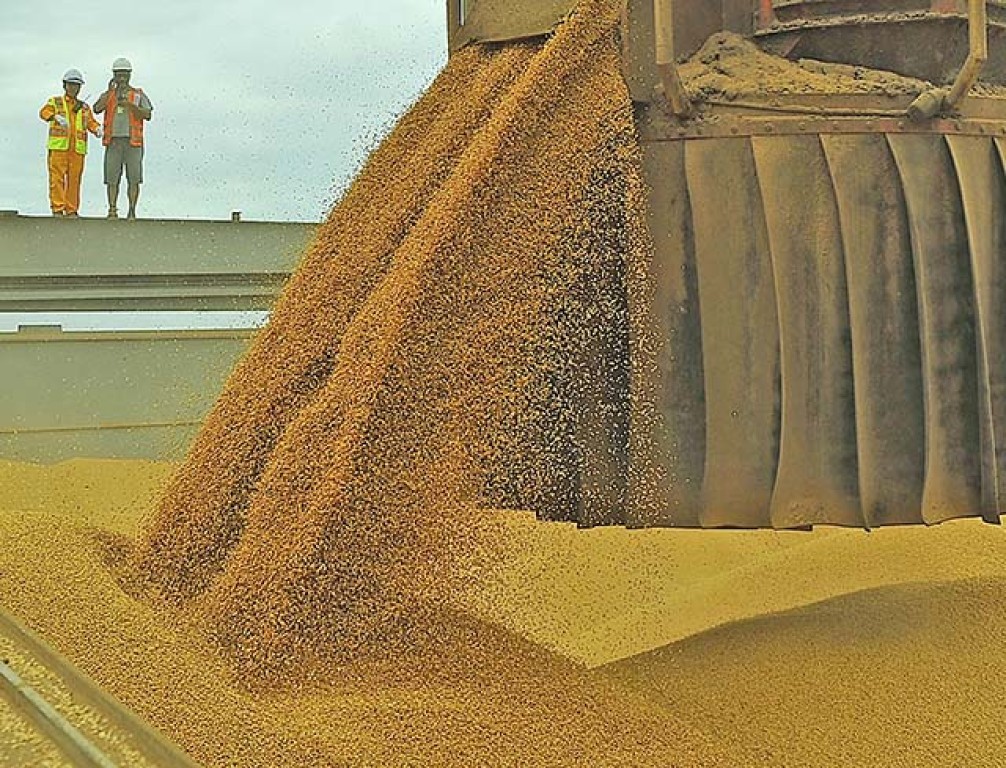 Safra 2024/25 de grãos avança e produção de soja atinge novo recorde