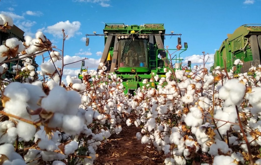 Brasil deve colher 3,8 milhões de toneladas e prevê safra estável em 26