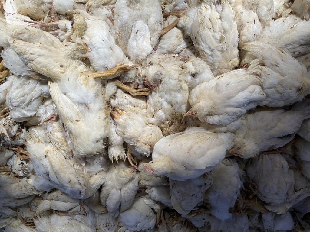 Brasil prorroga emergência contra gripe aviária em meio a preocupações globais
