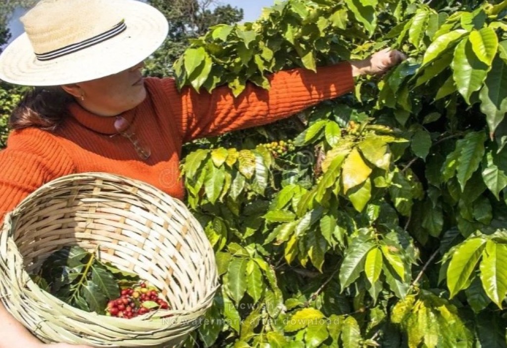 Colheita do café chega a 84% apesar do atraso provocado pelo clima