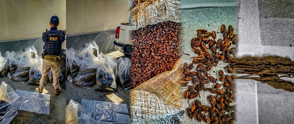PRF APREENDE MATÉRIA-PRIMA PARA PRODUÇÃO DE DROGAS EM BARRA DO GARÇAS (MT)