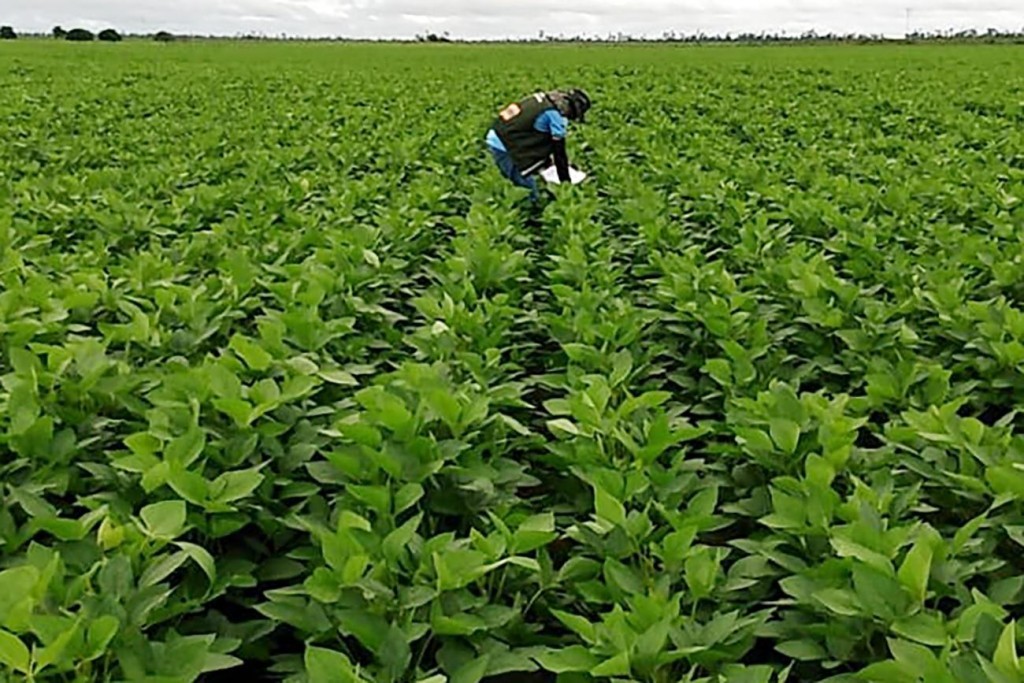 Às vésperas do plantio, disputa bilionária por royalties da soja transgênica segue sem decisão