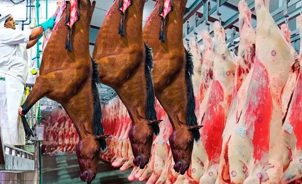 Proibição do abate de cavalos põe em xeque mercado de carne equina no Brasil