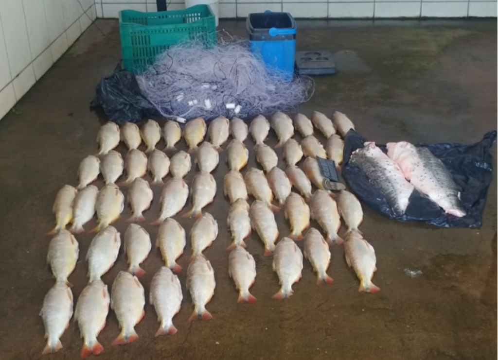 Batalhão Ambiental da PM prende homem transportando 52 unidades de pescado irregular