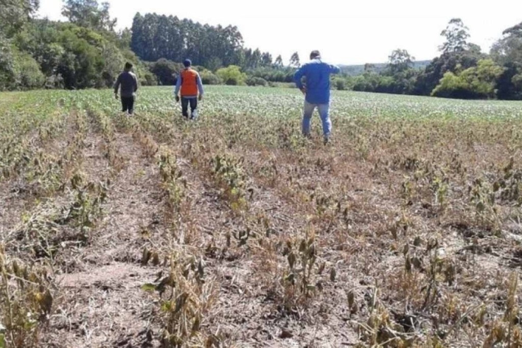 Garantia-Safra paga R$ 823 milhões, mas acesso e regras ainda limitam alcance no campo