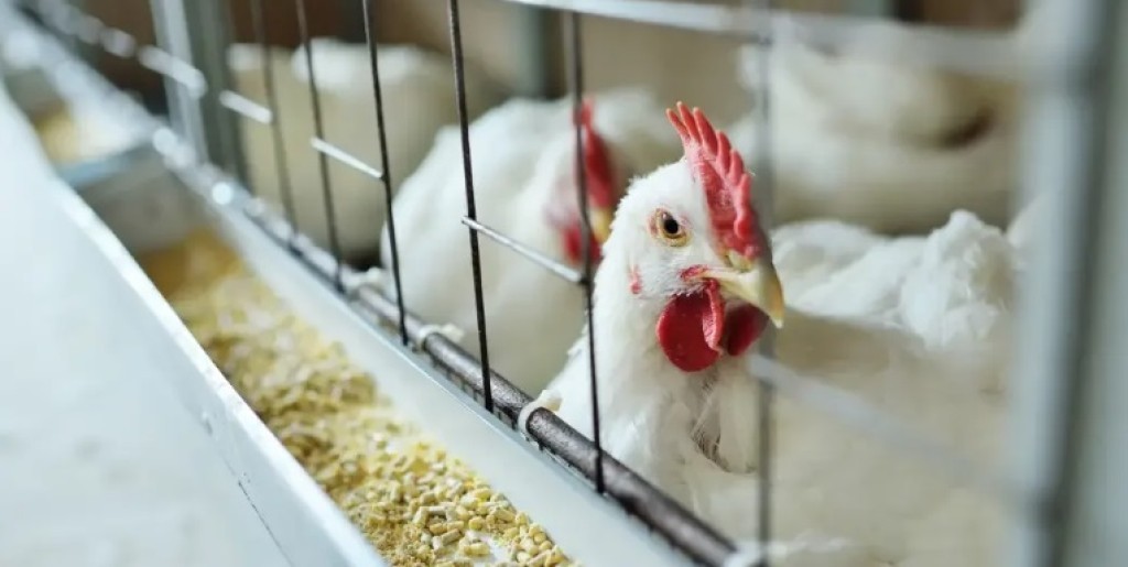 Brasil se declara livre de gripe aviária em granjas comerciais