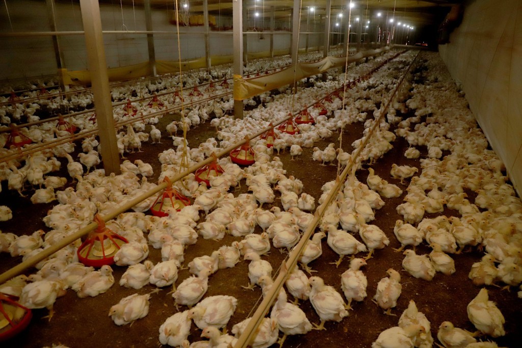 Brasil comemora Dia do Avicultor com produção recorde e destaque global