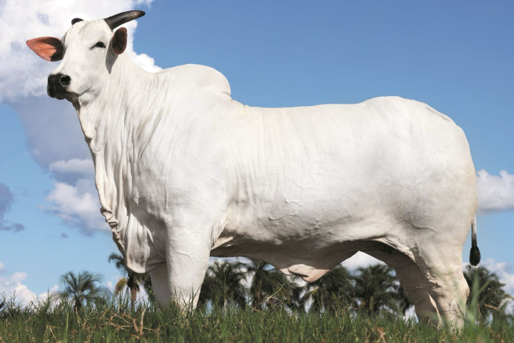 Vaca Nelore Donna bate recorde mundial e é vendida por R$ 54 milhões