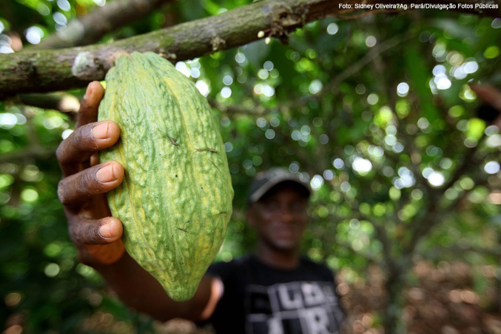 Cacau e açaí são vetores de renda e preservação na Amazônia