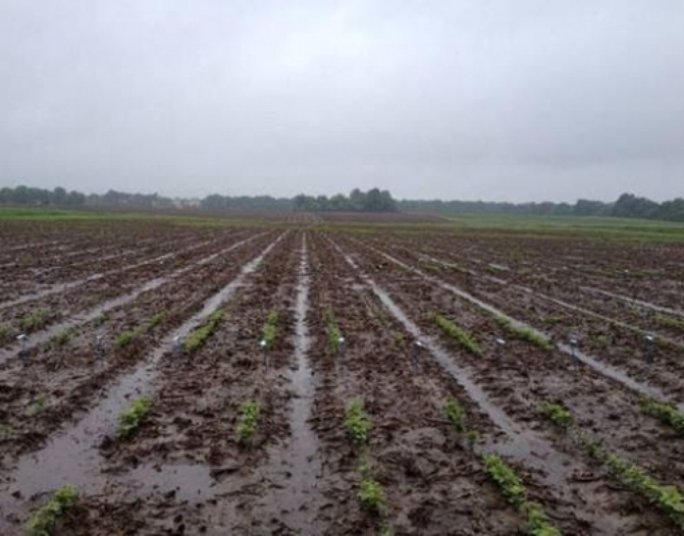 Chuva favorece safra 25/26, mas tempo severo já preocupa produtores