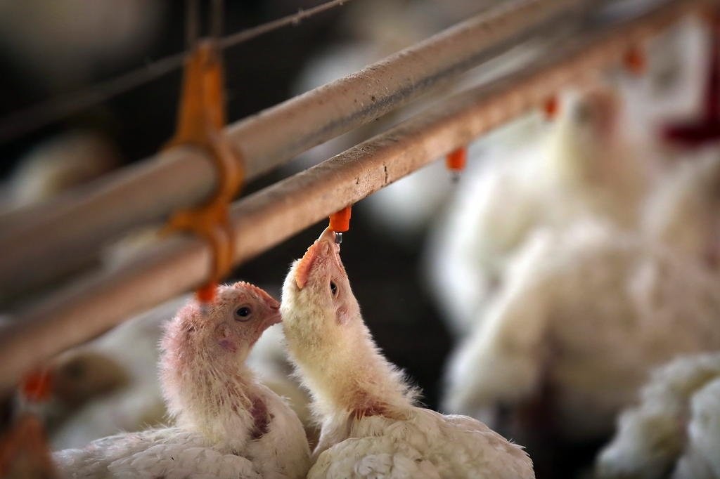 OMSA reconhece o Brasil como livre do Influenza em granjas comerciais