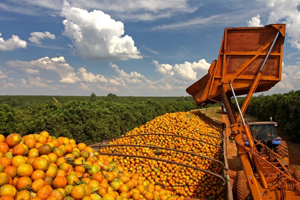 EUA sinalizam isenção de tarifas para café e cacau, mas suco de laranja ainda corre risco
