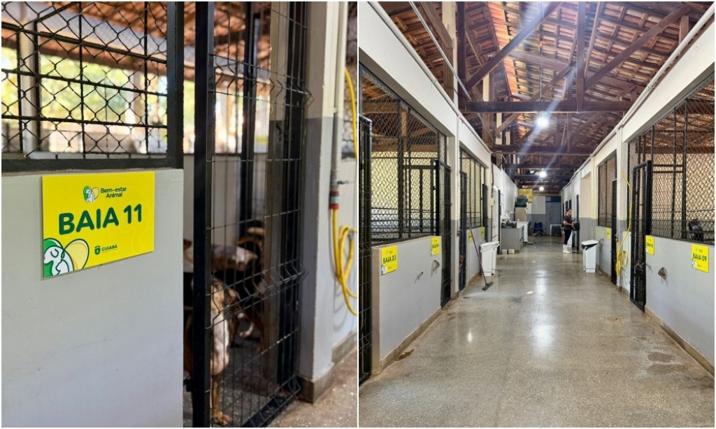 Cuiabá reforça proteção animal e vistorias oficiais não apontam irregularidades no Canil Municipal
