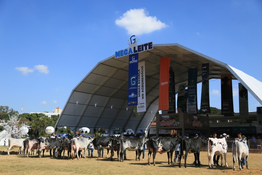 Megaleite 2025 começa terça com mais leilões e plataforma digital inédita