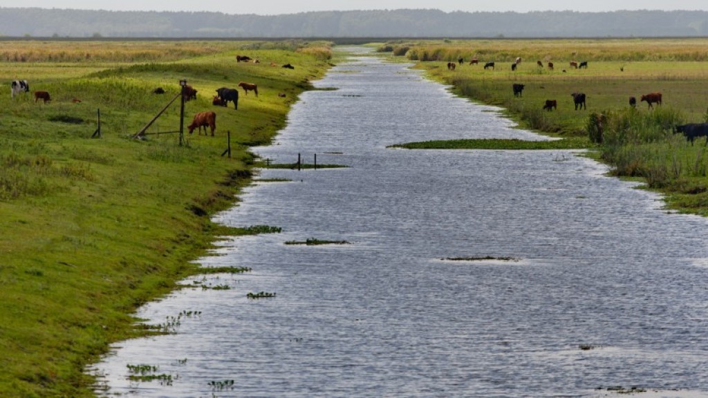Carta do Bioma Pampa será levada à COP 30 em Belém
