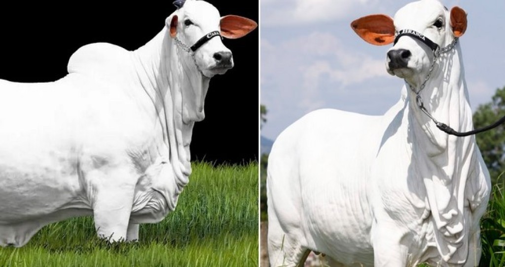 Com as vacas mais caras do mundo, Brasil é líder em genética bovina de corte