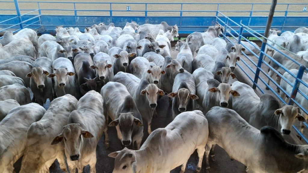 Arroba em alta melhora margem do pecuarista, mostra Cepea