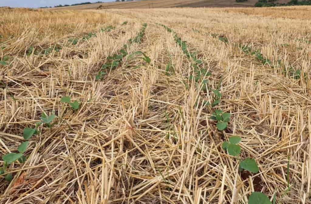 Corte no PSR reduz cobertura do seguro rural e preocupa produtores