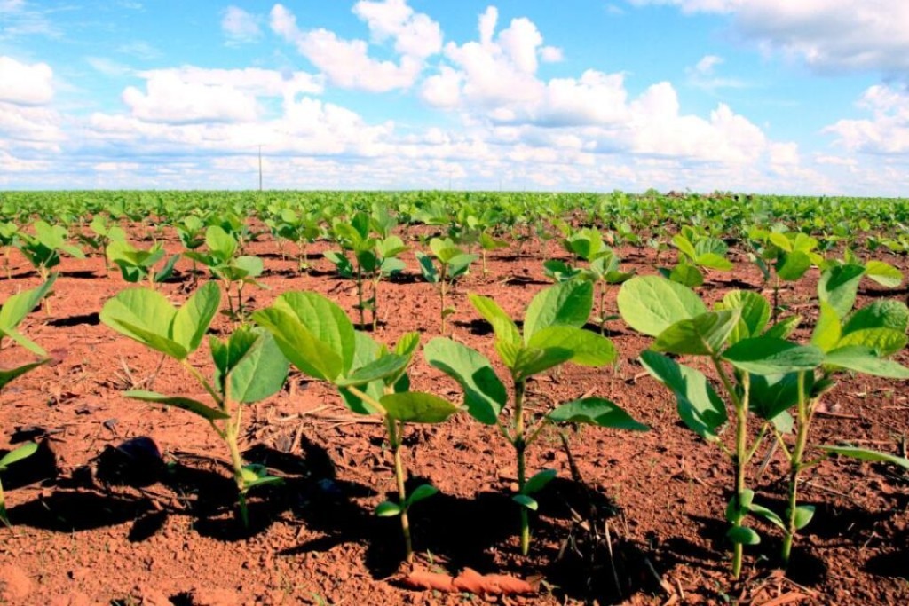Termina o plantio da soja, mas seca atrasa ciclo e derruba produtividade