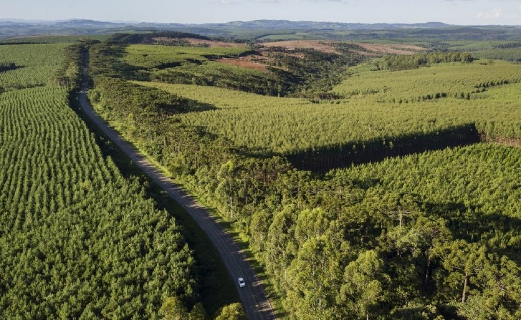 Brasil Avança na Siderurgia Verde com Debate no Forest Leaders Forum