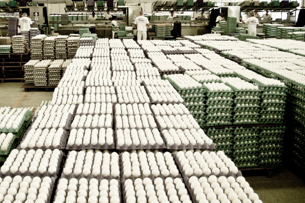 Exportações de ovos fecham fevereiro com faturamento de R$ 32,1 milhões