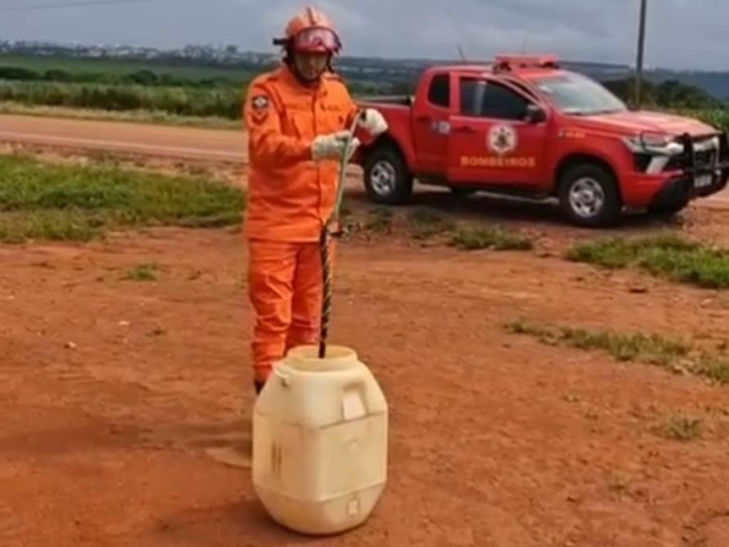 Bombeiros resgatam cobra caninana em empresa de produção agrícola