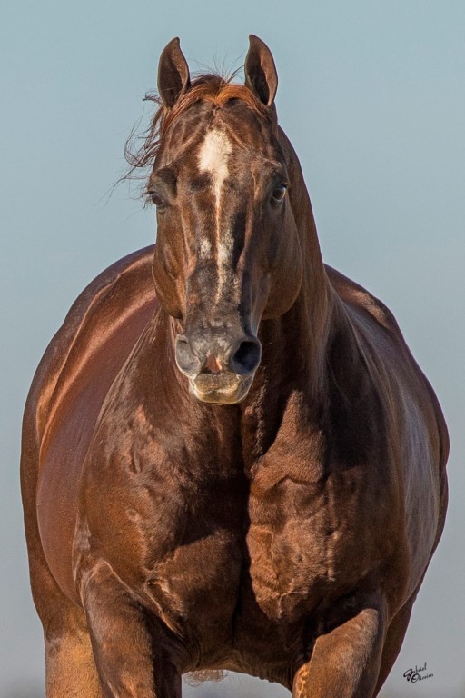 Nova rodada de investimentos em genética de Pop Resortfigure, o primeiro Superhorse no Brasil