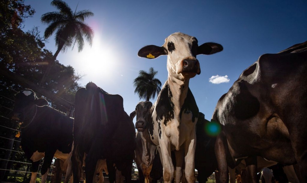Dia Nacional da Pecuária marca recordes e conquistas do setor