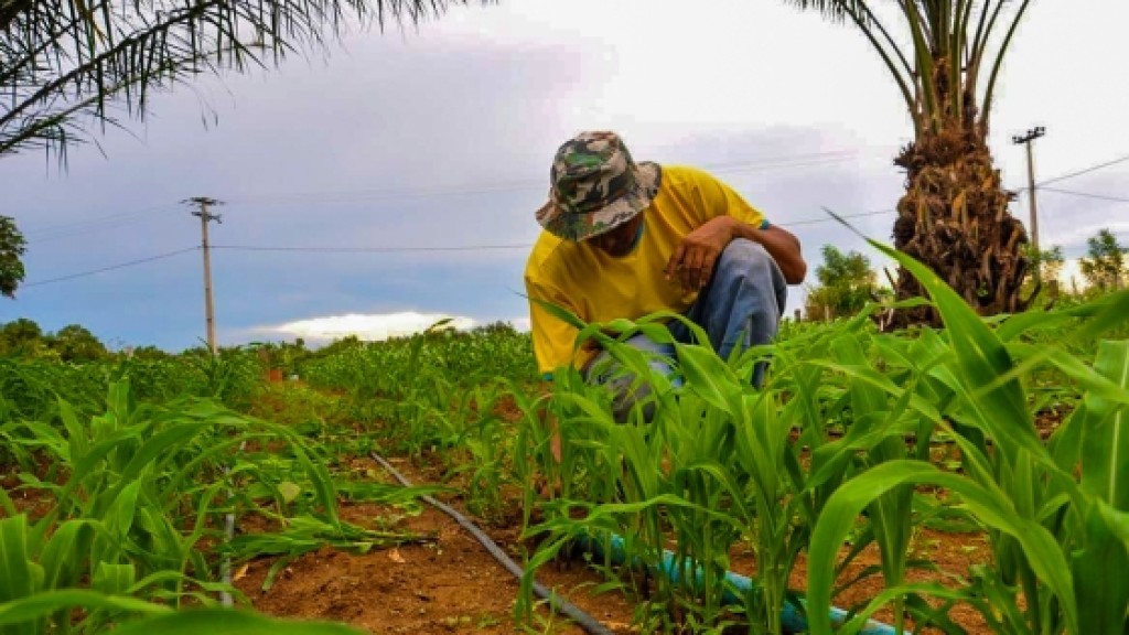 Desenrola Rural já renegociou R$ 1,78 bilhão e beneficiou 56 mil famílias