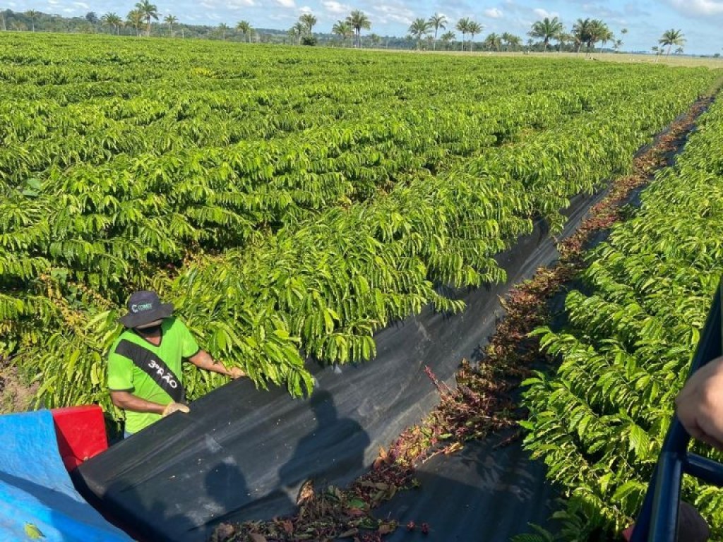 Exportação de café cresce 645% e supera a produção do Paraná