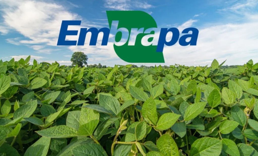 Embrapa lança novas cultivares com alta produtividade e resistência aprimorada