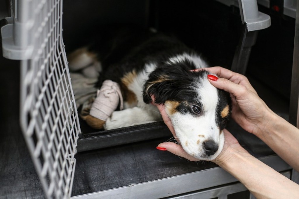 MPMT contesta decisão e cobra solução para bem-estar animal em Cuiabá