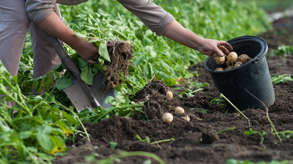 Produção de batata cresce com tecnologia e melhora de preços