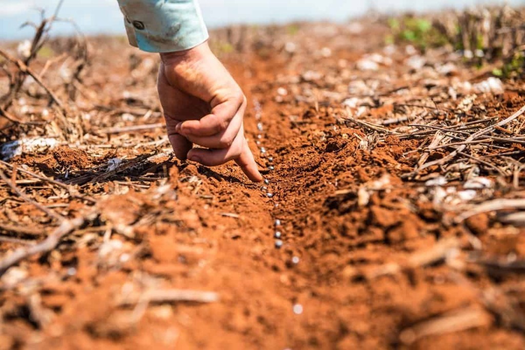 Safra 25/26 de soja deve crescer, mas doenças ainda impõem cautela