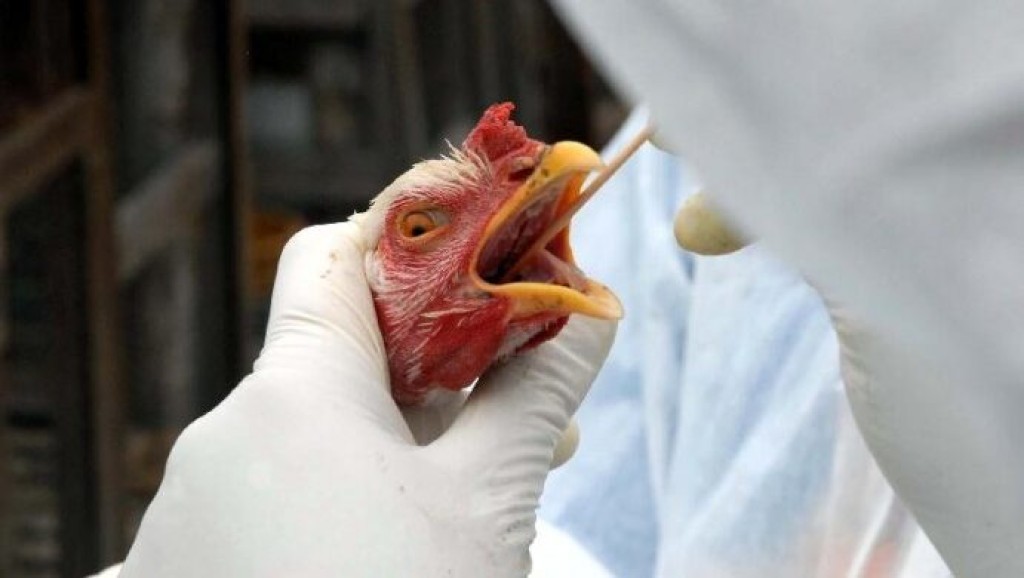 Cortes no monitoramento da gripe aviária causa preocupação global
