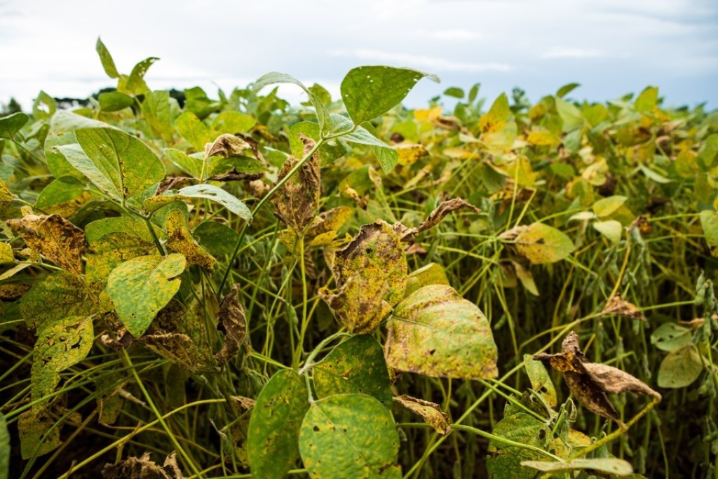 Colheita chega a 85% e traz alerta para doenças de final de ciclo