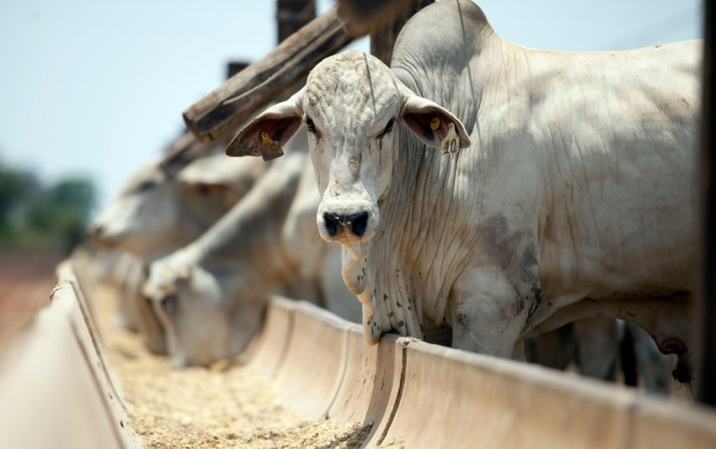 Fenagra expõe pressão sobre custo da ração e reúne indústria estratégica