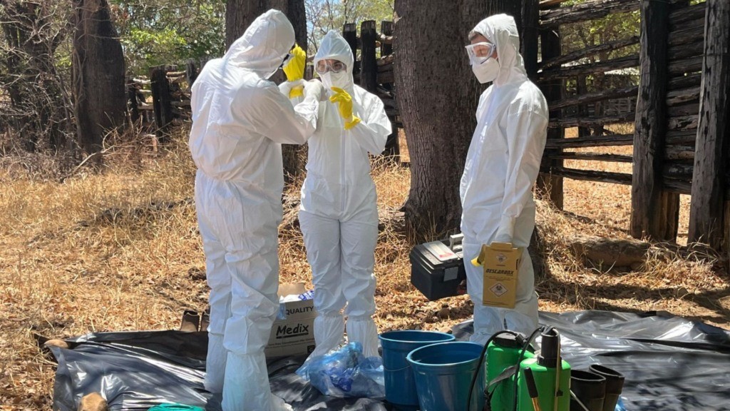 China confirma foco de aftosa e abates na Rússia elevam alerta no mercado