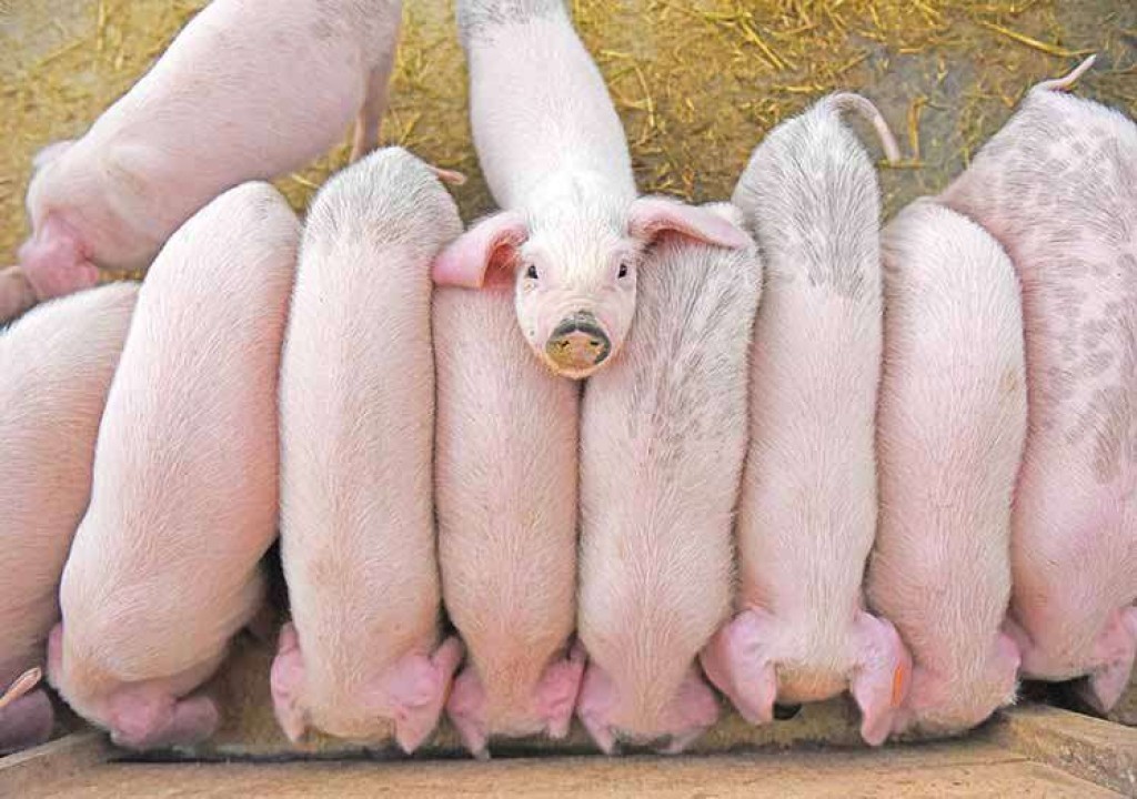 Preços do suíno vivo e da carne sobem em agosto, informa o Cepea