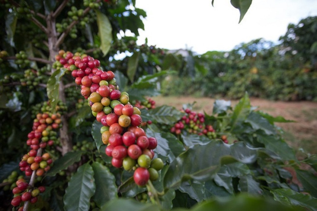 CMN aprova orçamento de R$ 7,1 bilhões para financiamentos do Funcafé