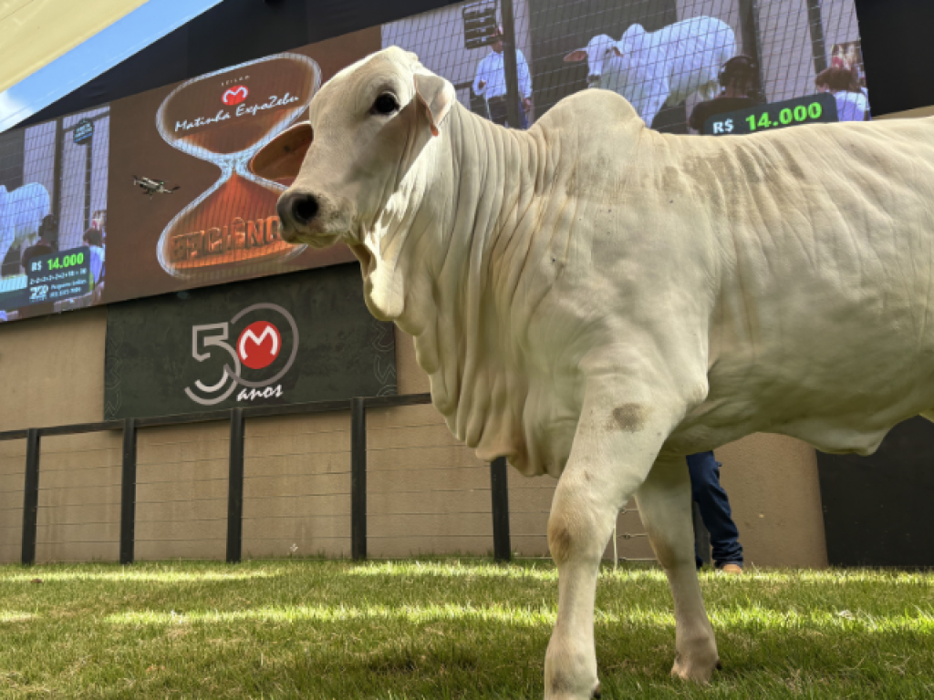 Leilões de elite confirmam a força da genética bovina na ExpoZebu