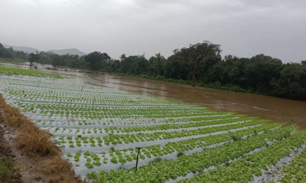 Enchentes, frio intenso e risco de geada colocam produtores em alerta