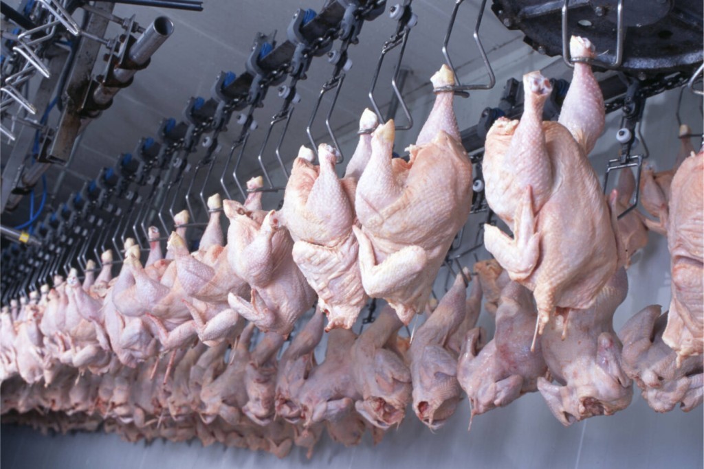 Frango mantém alta com preços estáveis e demanda interna aquecida