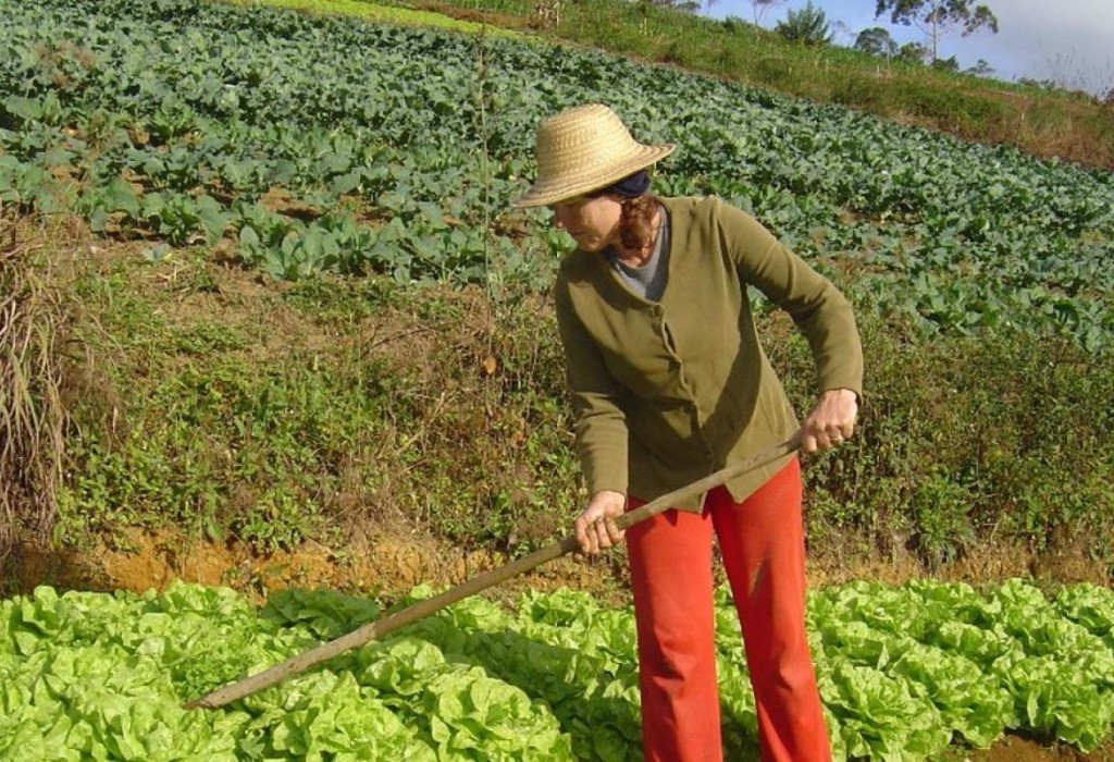 Parceria entre Embrapa e FAO mira produtividade e renda no campo