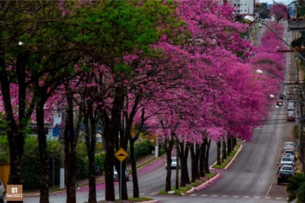 A cidade em flor: o paisagismo urbano como saúde pública e poesia viva