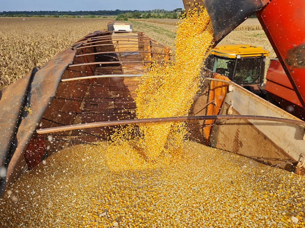 Etanol eleva consumo de milho e ajuda sustentar produção recorde