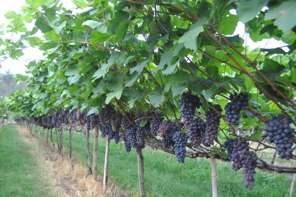 Decisão judicial reforça regras e mira proteção da fruticultura gaúcha