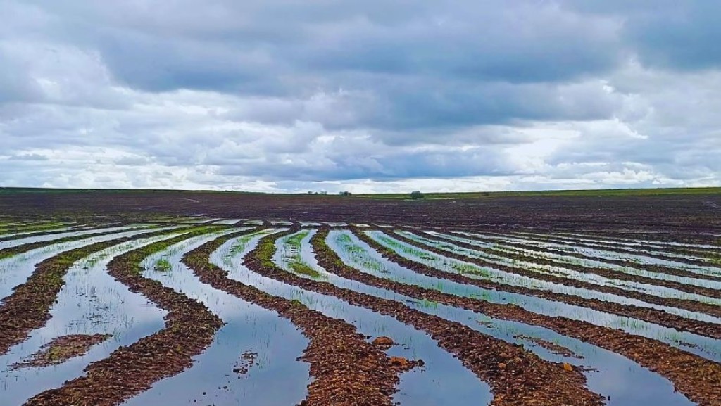 Alta de 33% no arroz anima produtor gaúcho, mas diesel ameaça plantio
